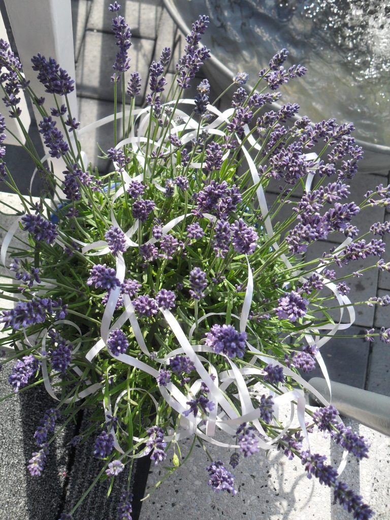 Überwältigende Eröffnung 17 Blumen zur Eröffnung