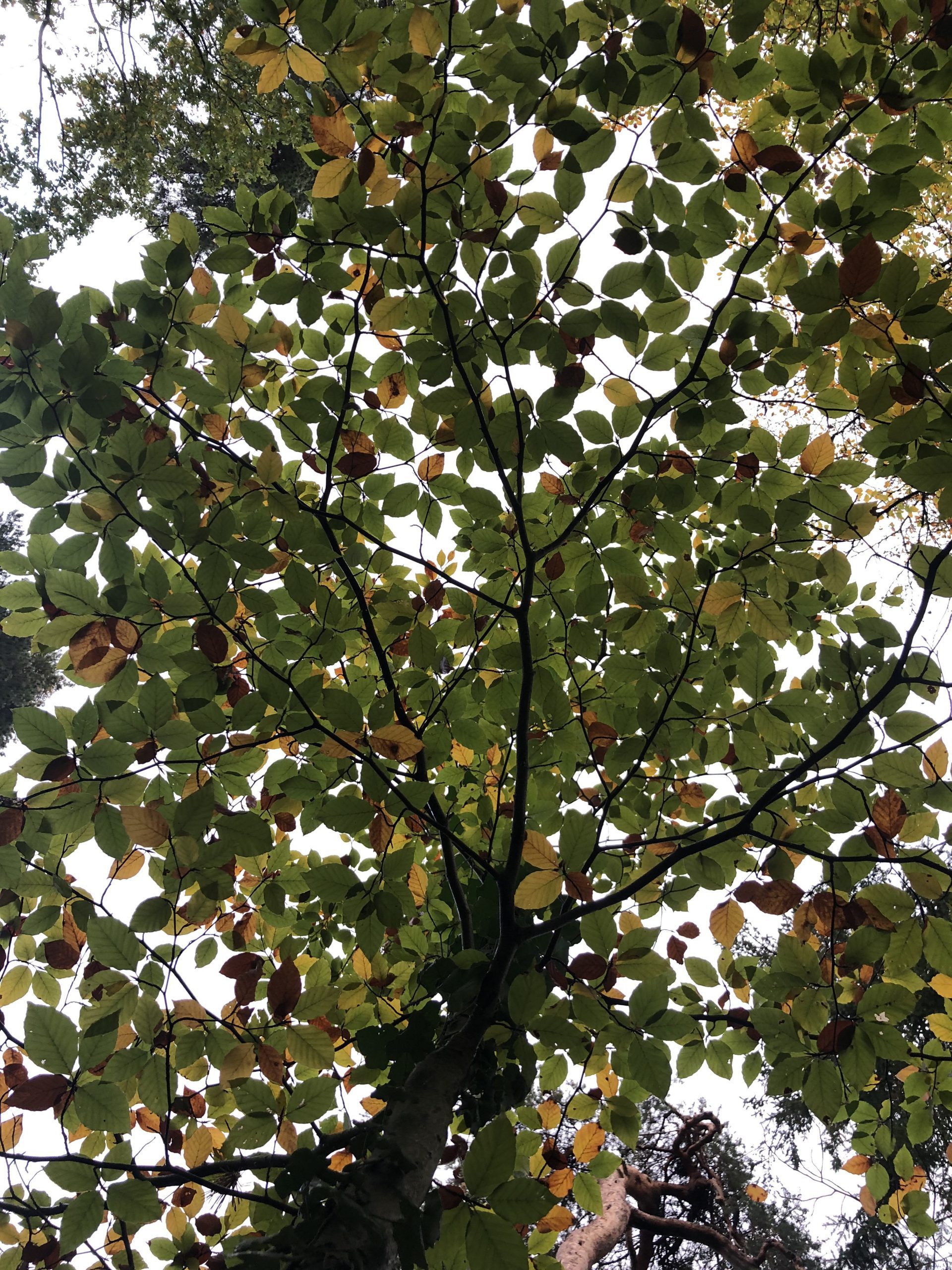 Buchenblätter 5 Buche