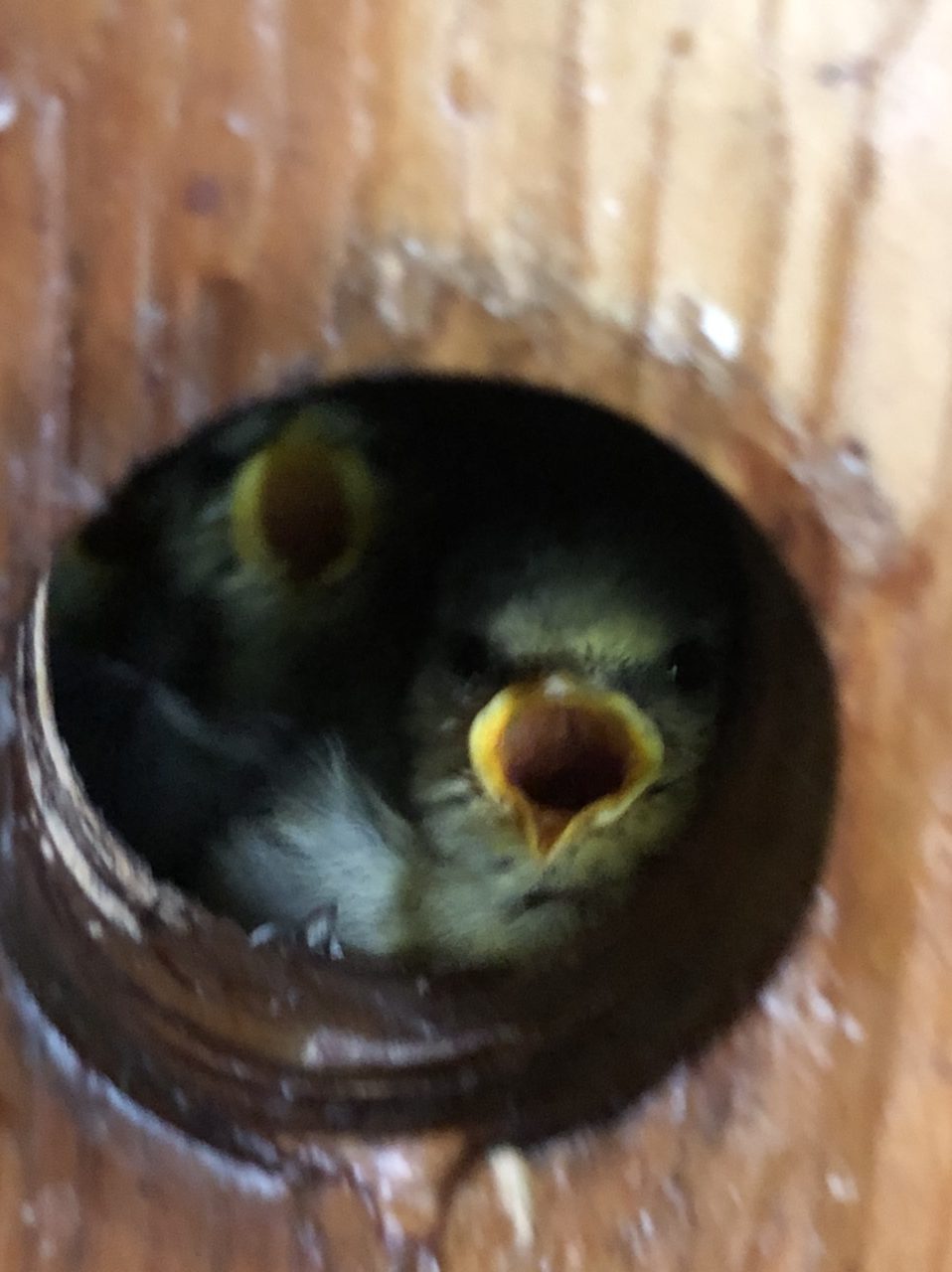 Alles Gute zum Muttertag