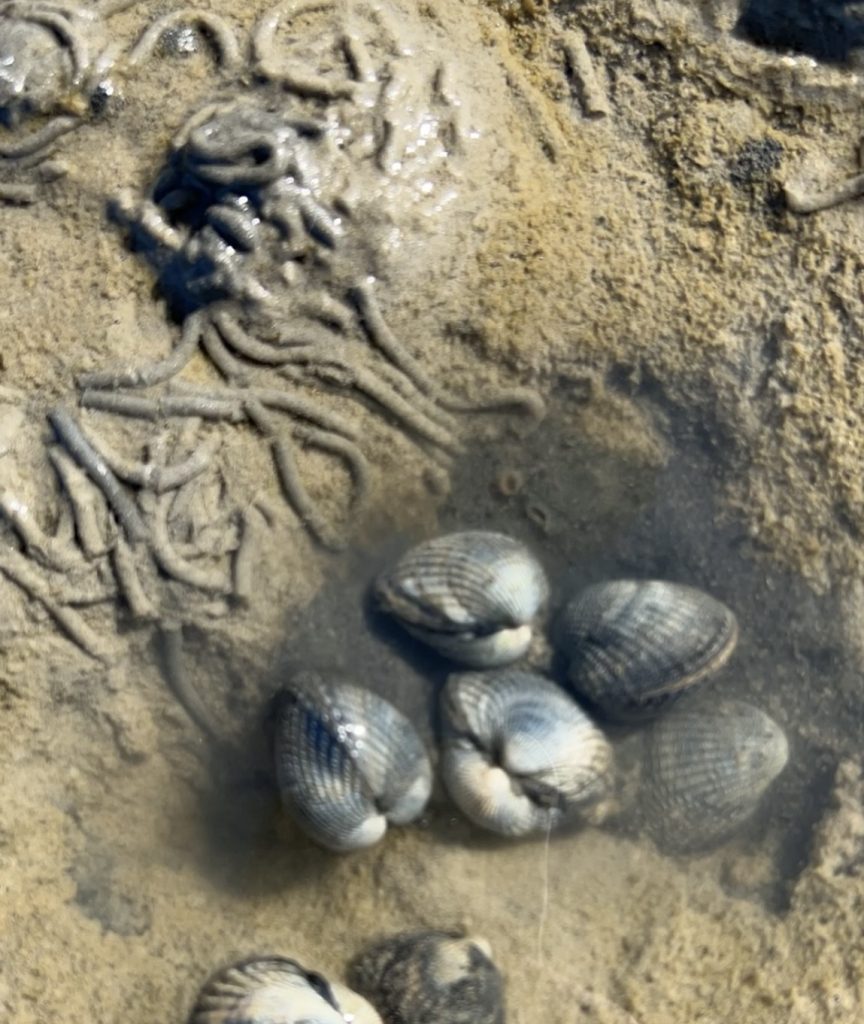 Kleine Perlenkunde (Teil1) 6 IMG 4039