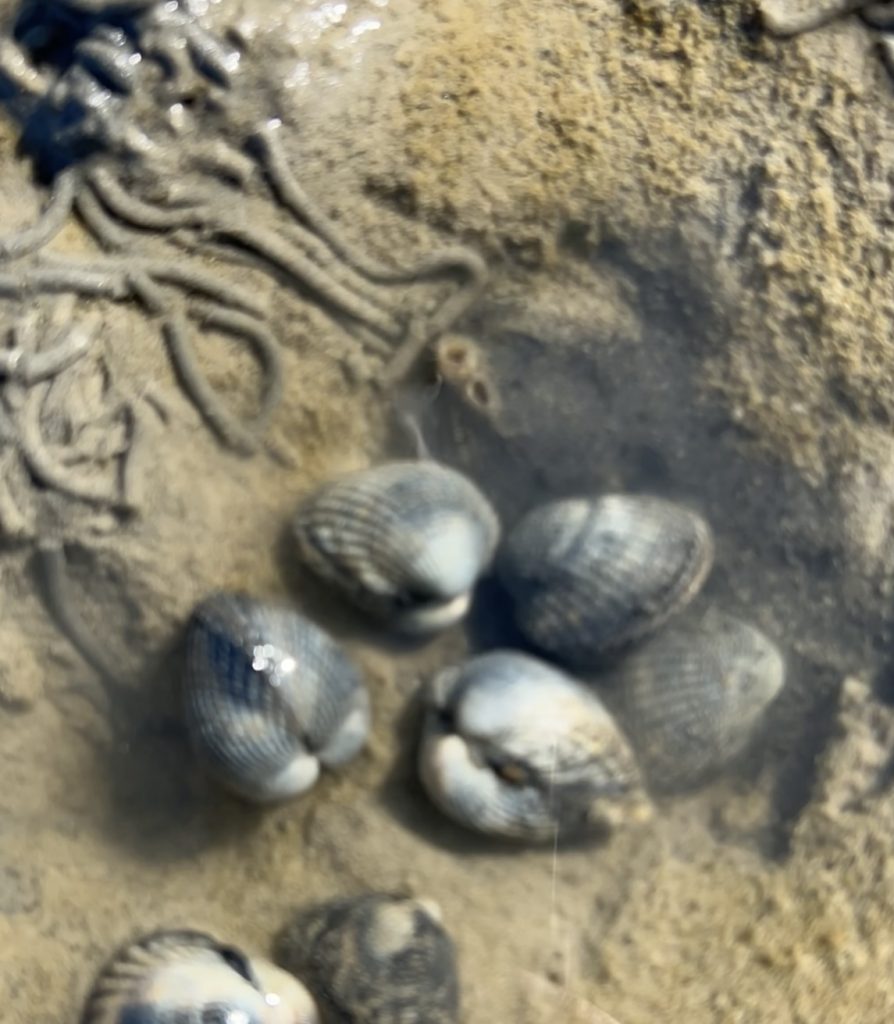 Kleine Perlenkunde (Teil1) 5 IMG 4040