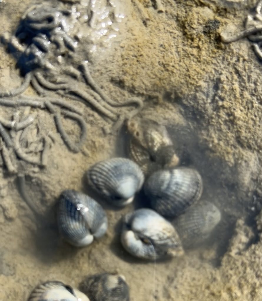 Kleine Perlenkunde (Teil1) 4 IMG 4041