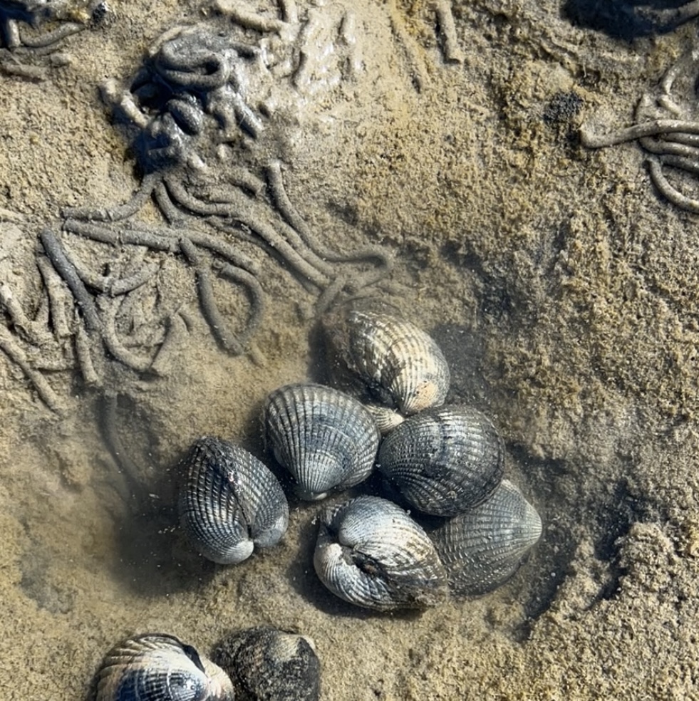 Kleine Perlenkunde (Teil1) 3 IMG 4042