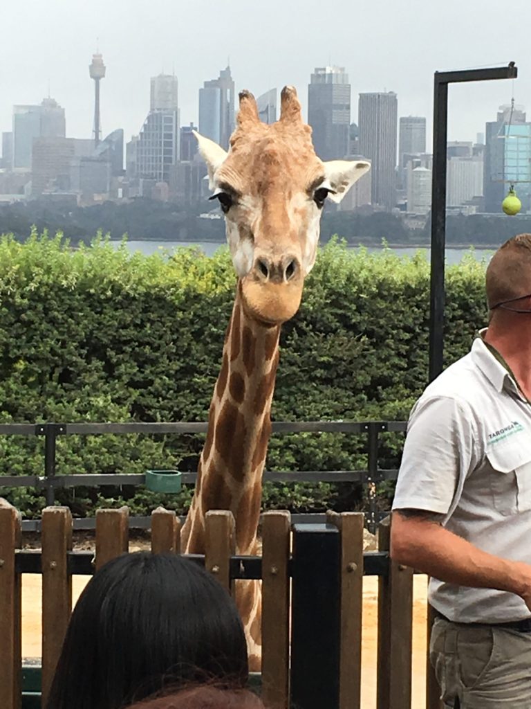Eine Schnecke als Goldenes Reisetagebuch 7 IMG 0069 scaled 1