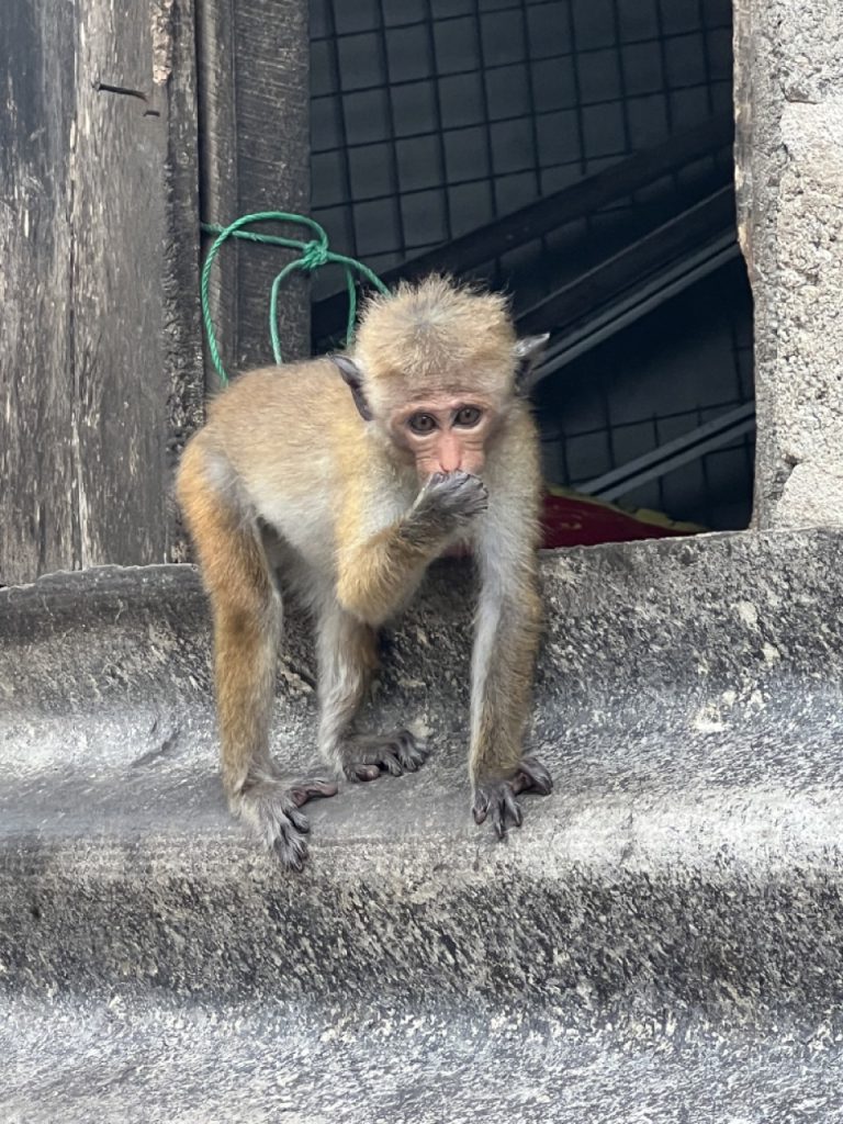 Hikkaduwa 10 Gross IMG 0161