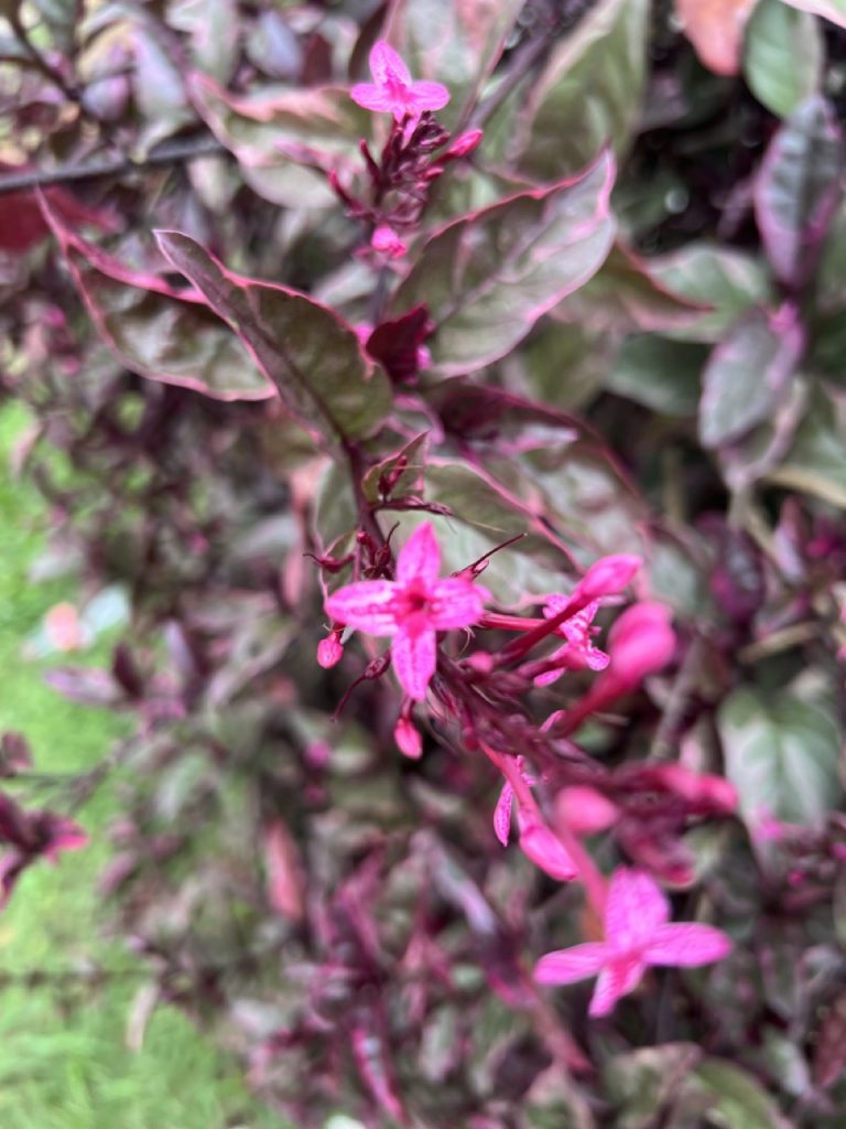 Hikkaduwa 38 Gross IMG 0168