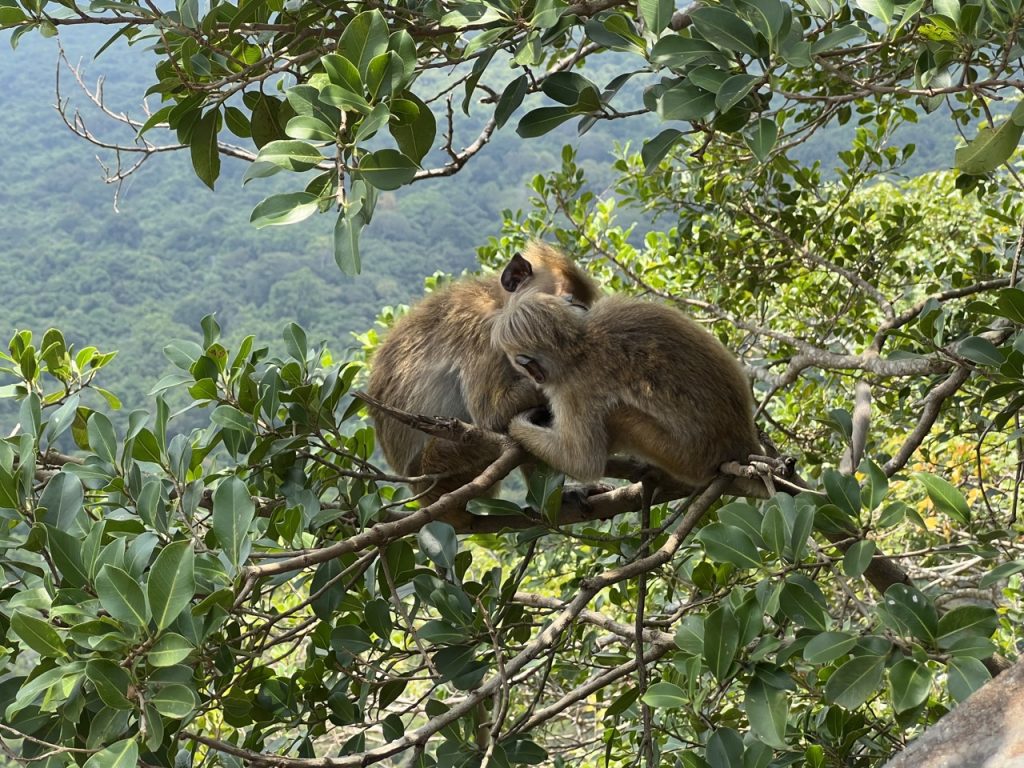 Hikkaduwa 11 Gross IMG 1049