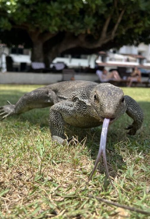 Fortbildung in Sri Lanka 14 Gross IMG 9611 e1745524610230 edited
