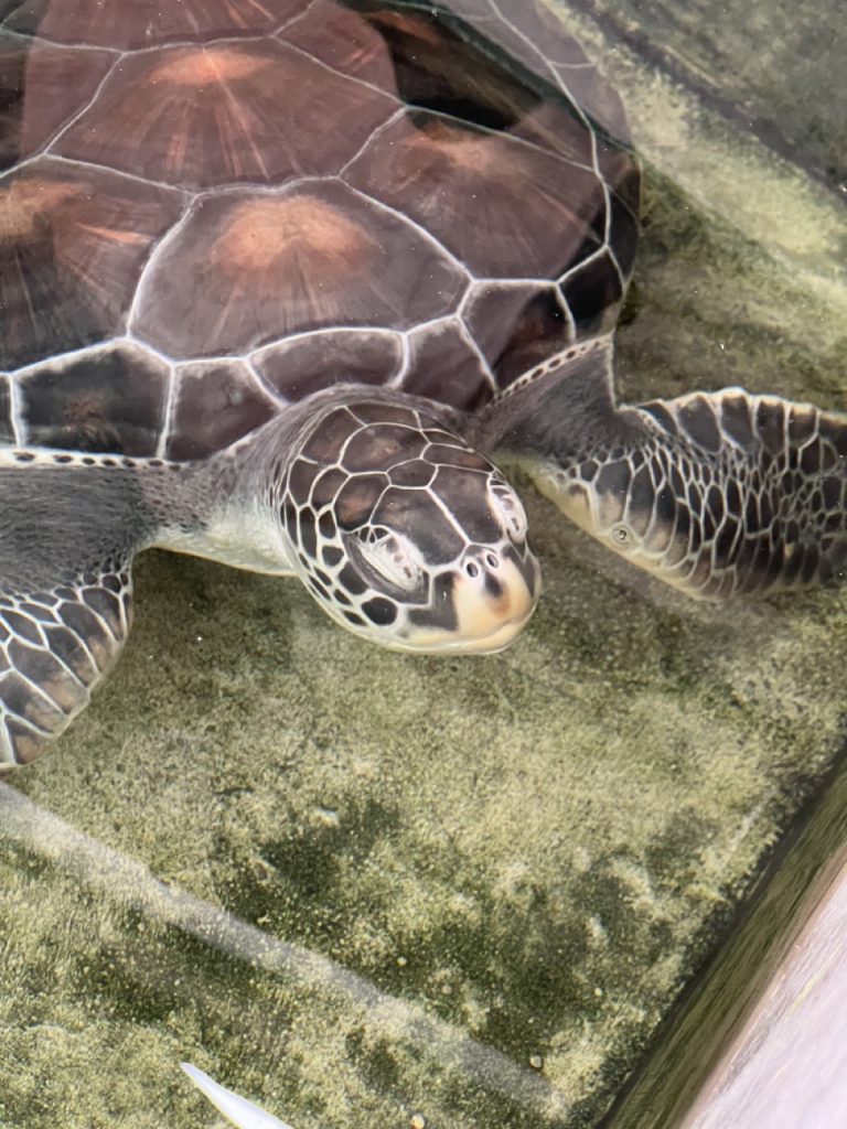 Fortbildung in Sri Lanka 11 Gross IMG 9621