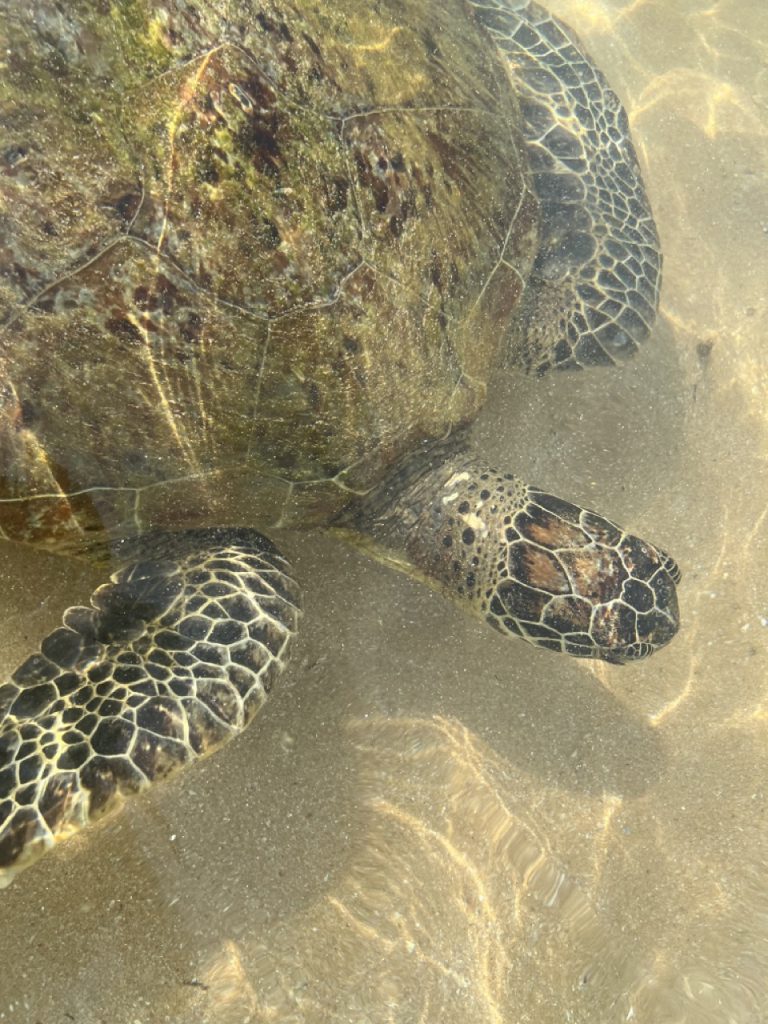 Hikkaduwa 16 Gross IMG 9852