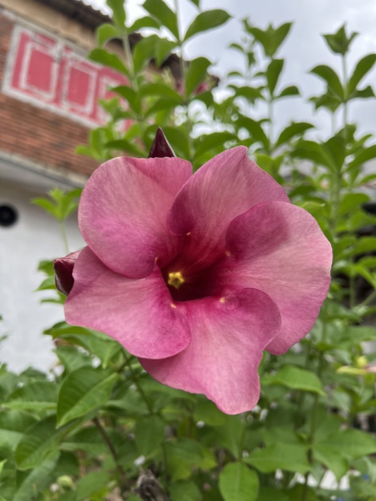 Meetiyagoda 24 Gross IMG 0132