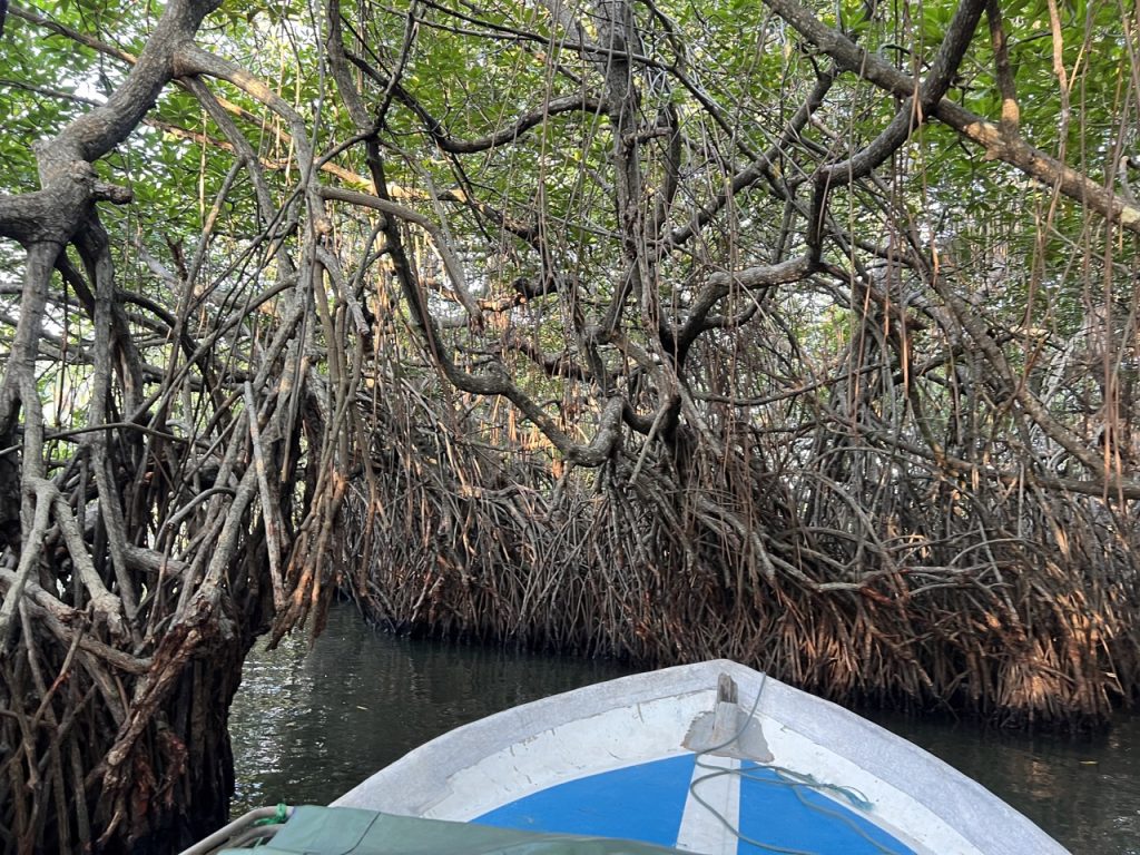 Meetiyagoda 13 Gross IMG 0488