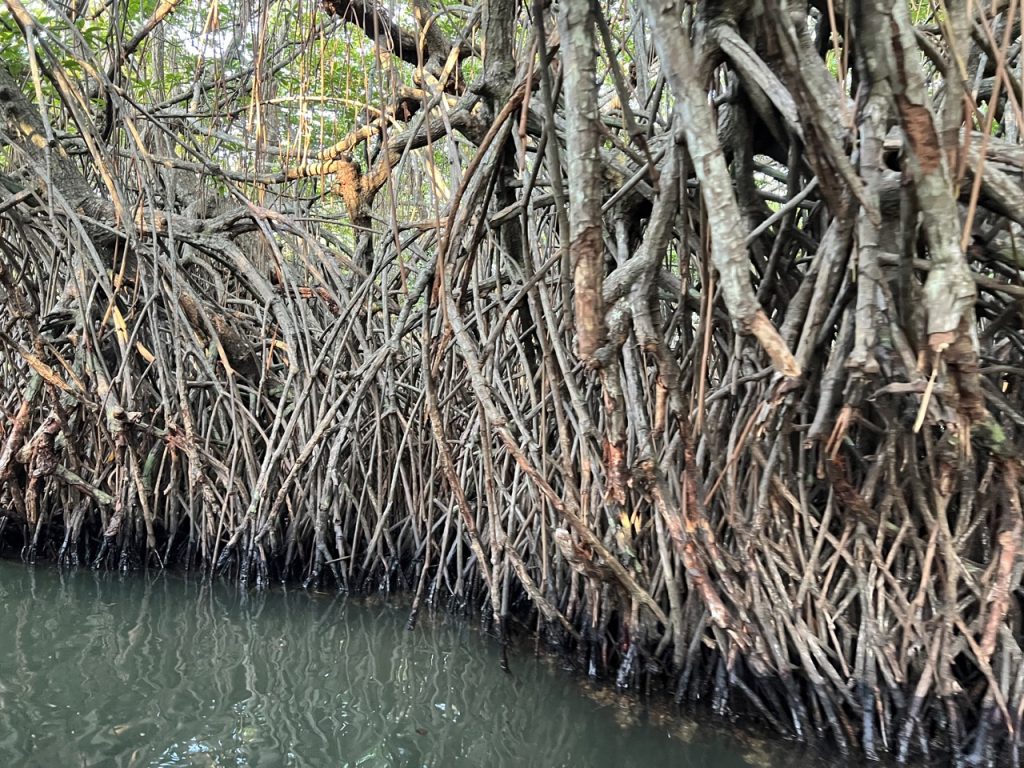 Meetiyagoda 12 Gross IMG 0489