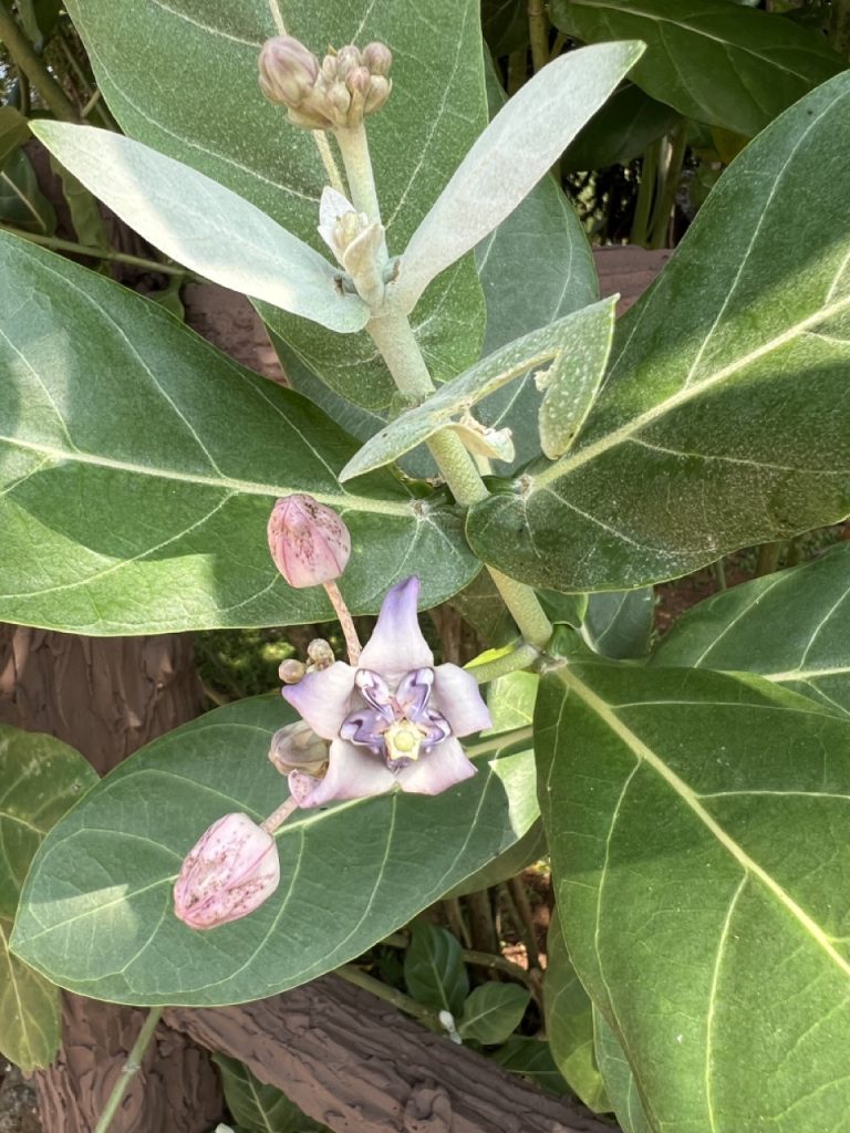 Ratnapura 38 Gross IMG 0712