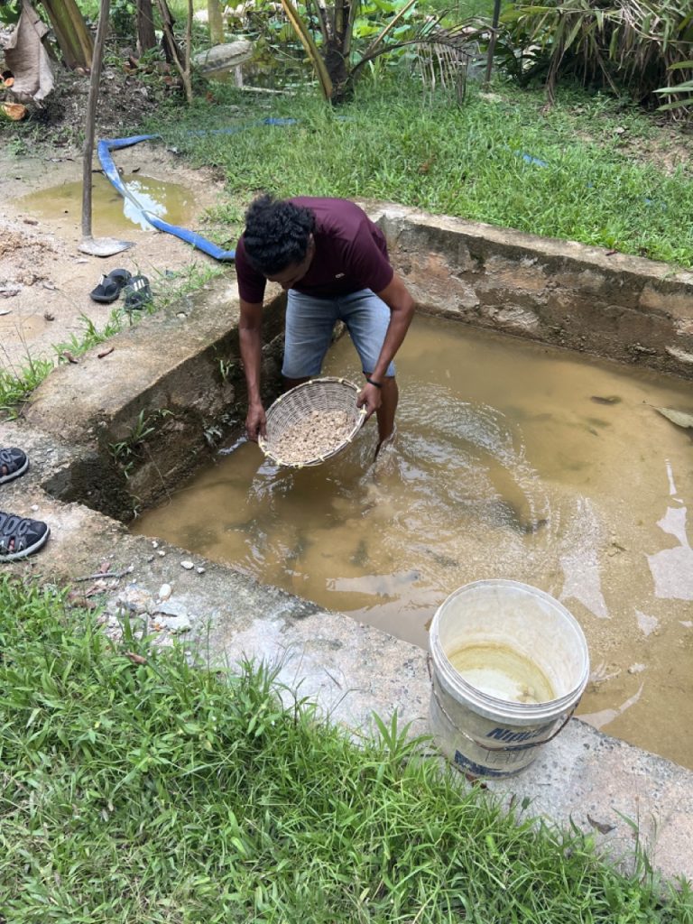 Meetiyagoda 6 Gross IMG 9802