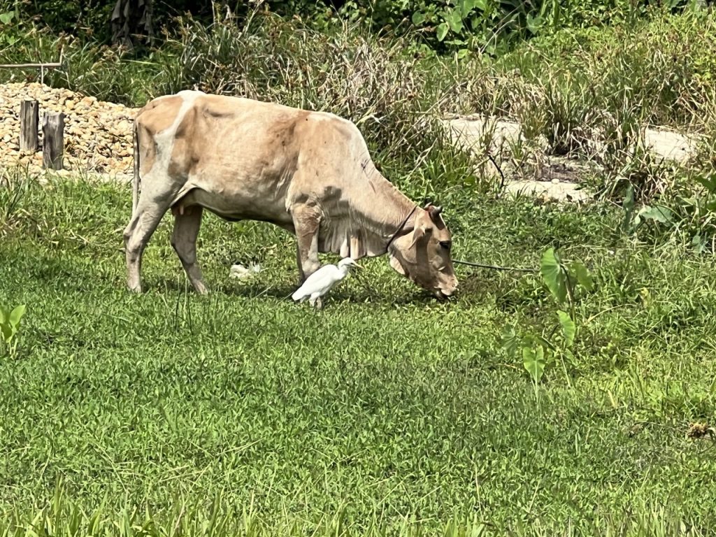 Ratnapura 26 Gross IMG 9950