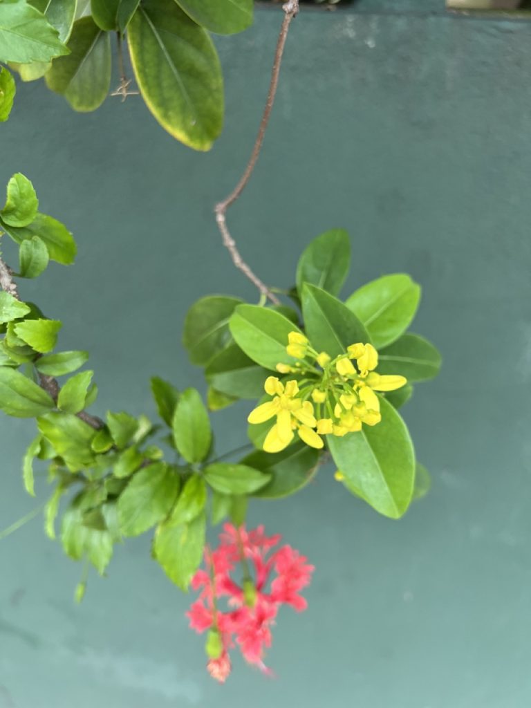 Kandy 47 Gross IMG 0224