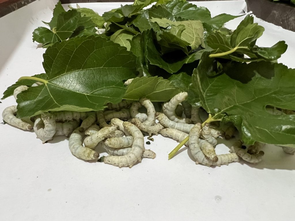 Galle 23 Gross IMG 0269