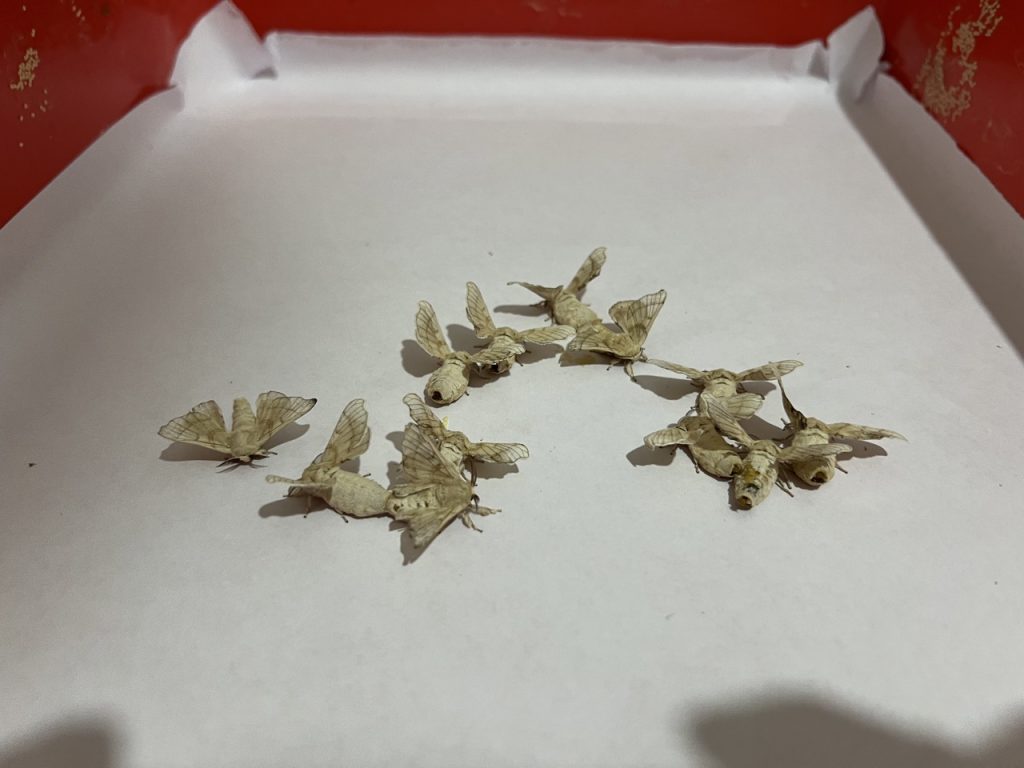 Galle 24 Gross IMG 0270