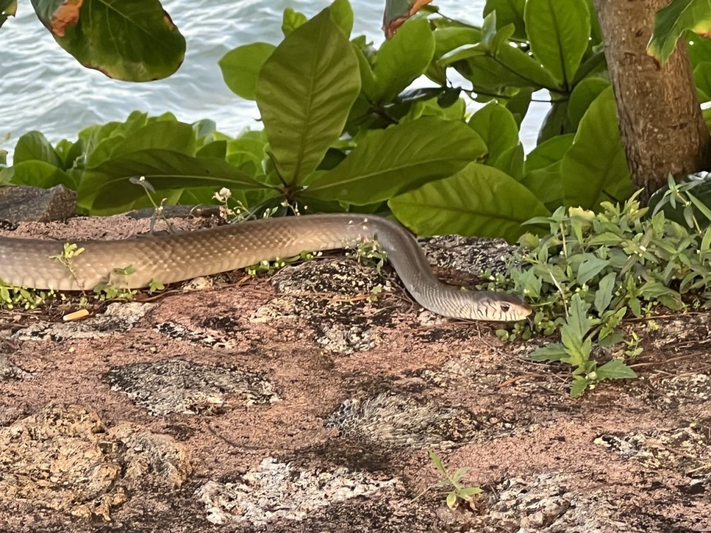 Galle 15 Gross IMG 0407