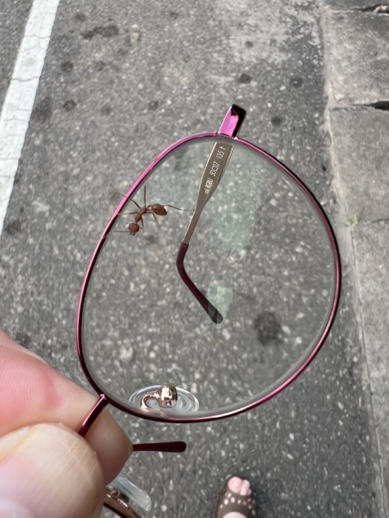 Kandy 34 Gross IMG 0649