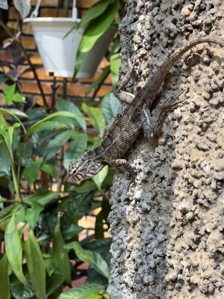 Kandy 41 Gross IMG 0683