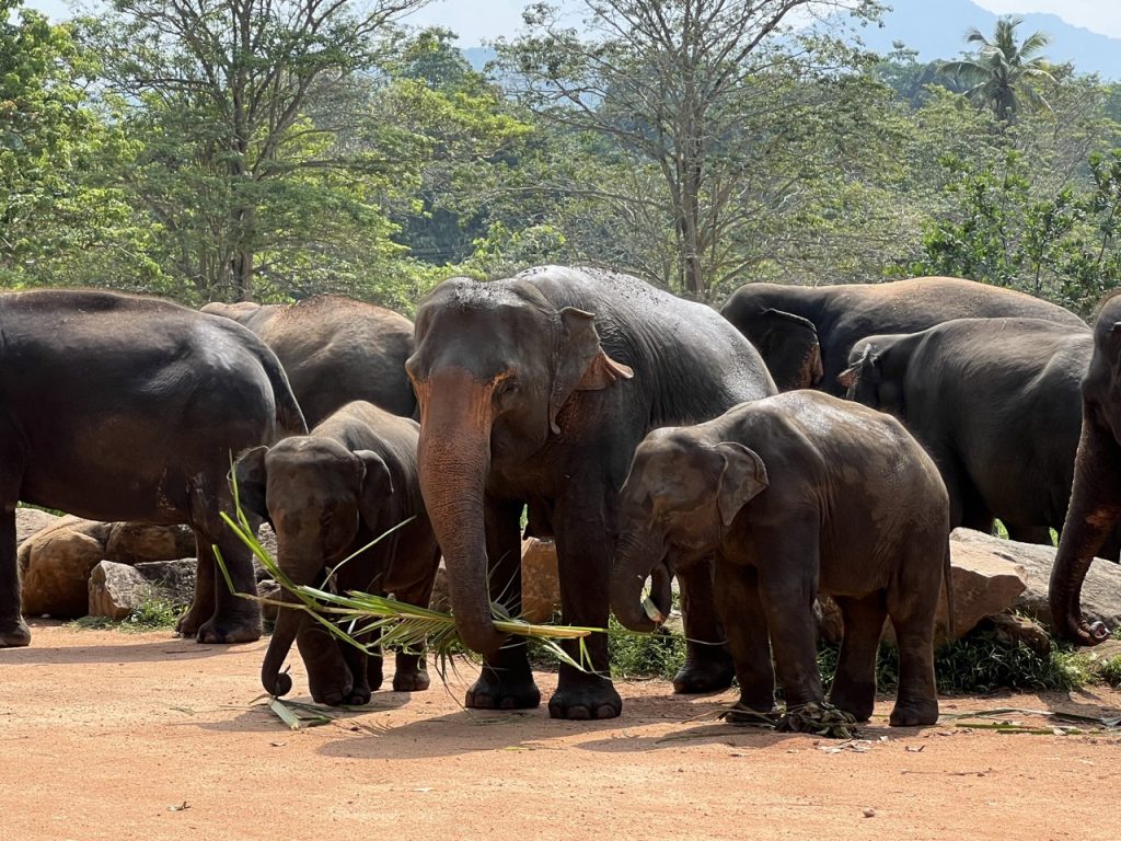 Kandy 8 Gross IMG 0710