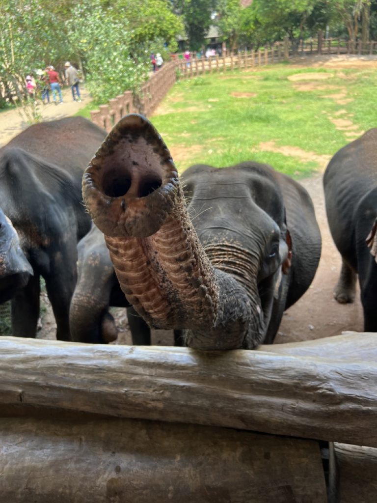 Kandy 4 Gross IMG 0736