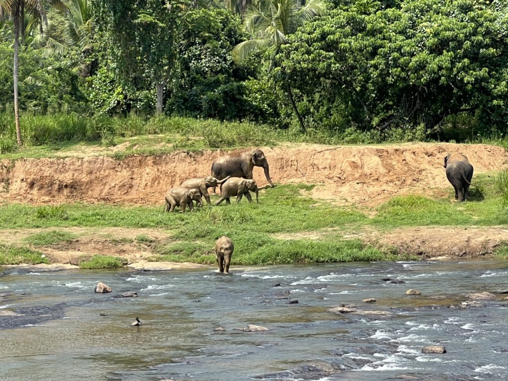 Kandy 7 Gross IMG 0763