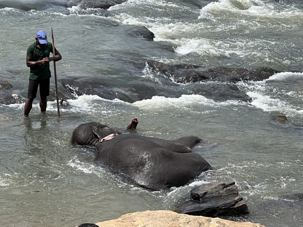 Kandy 6 Gross IMG 0766