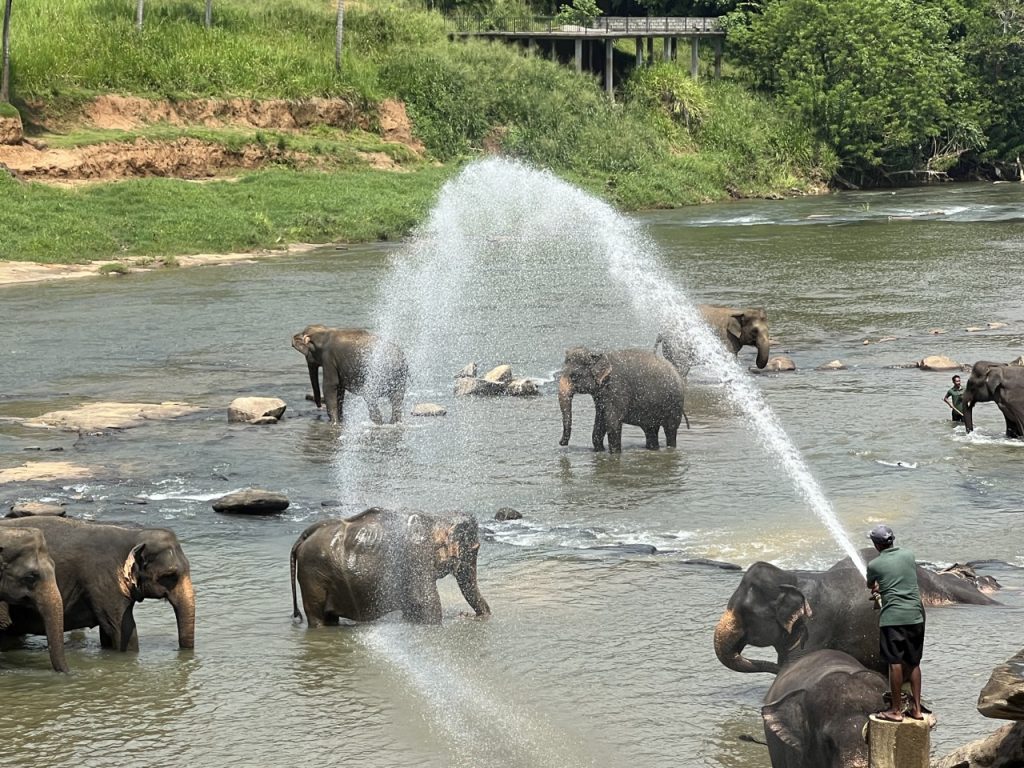 Kandy 5 Gross IMG 0774