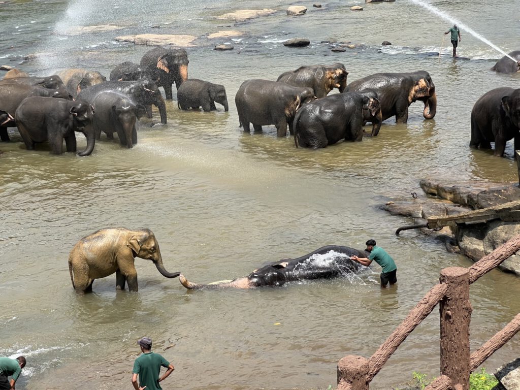 Kandy 3 Gross IMG 0789 1024x768 1