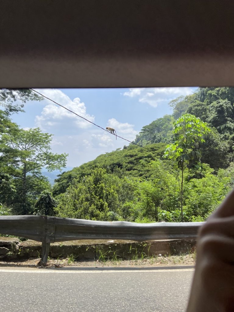 Kandy 39 Gross IMG 0895