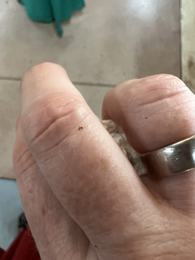 Kandy 35 Gross IMG 0900