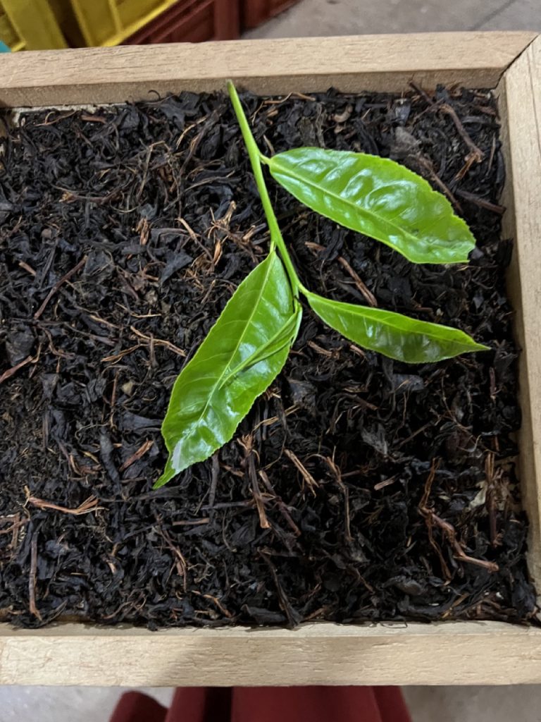 Kandy 29 Gross IMG 0906