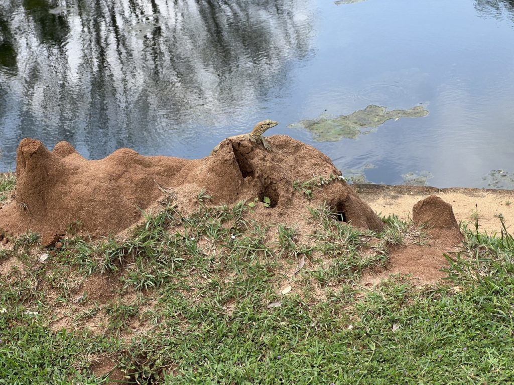 Kandy 36 Gross IMG 0994