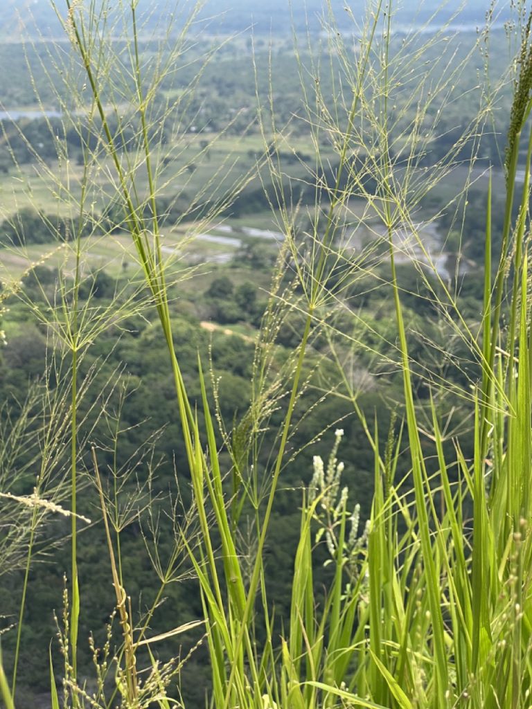 Kandy 30 Gross IMG 1025