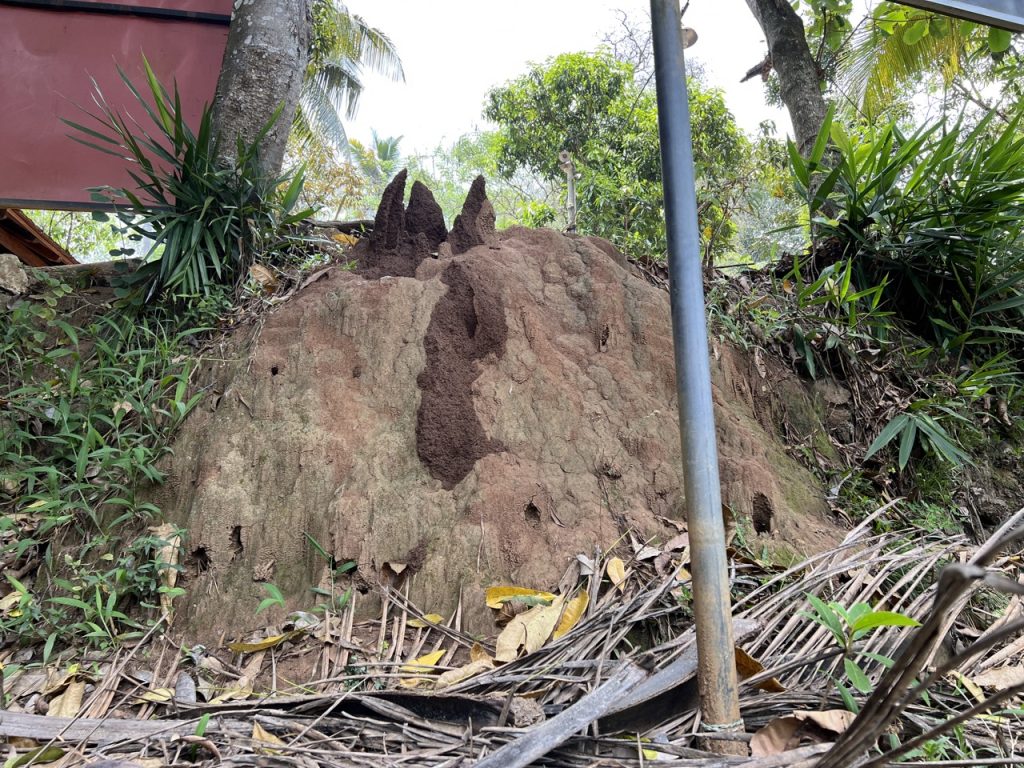 Kandy 33 Gross IMG 1366