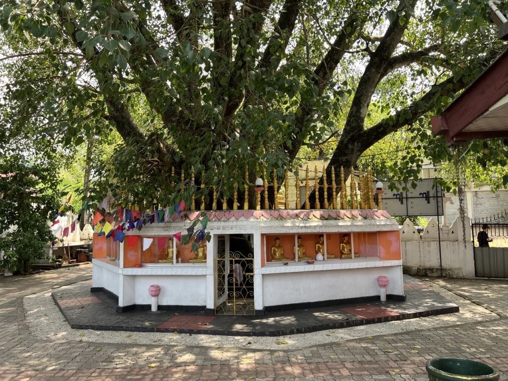 Kandy 24 Gross IMG 1386