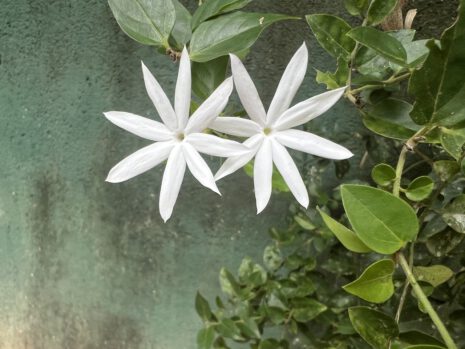 Meine Fortbildungen 30 Gross IMG 9788 465x349 1