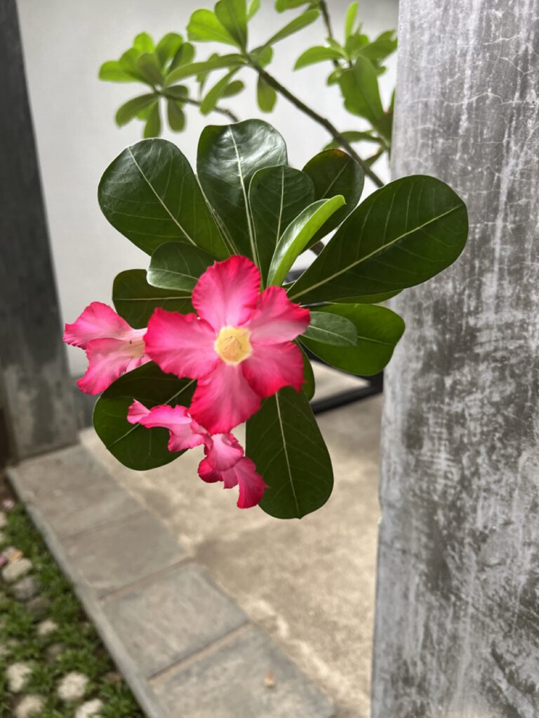 sattes Grün und dann eine leuchtende Blüte