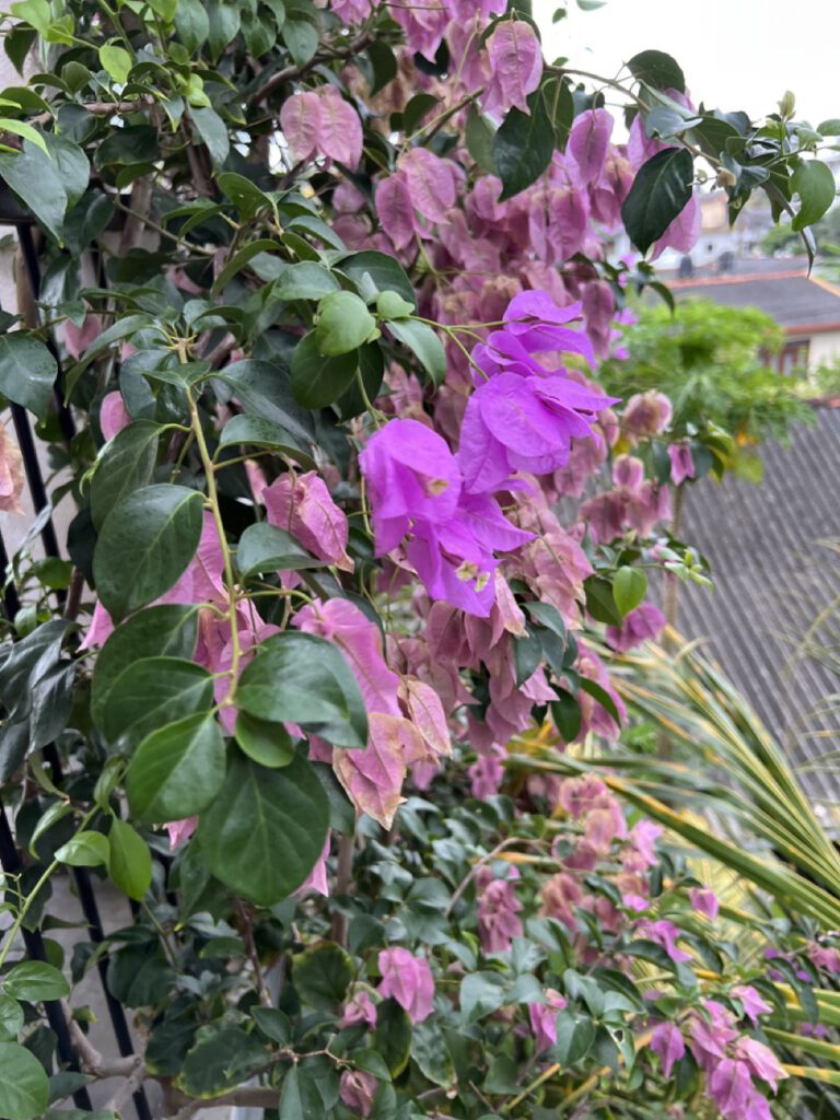 Blüten, die wie Unkraut wachsen...