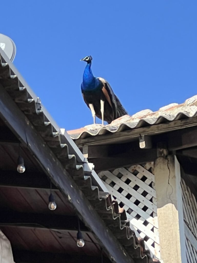 Ein Pfau. Ganz selbstverständlich auf dem Hausdach.