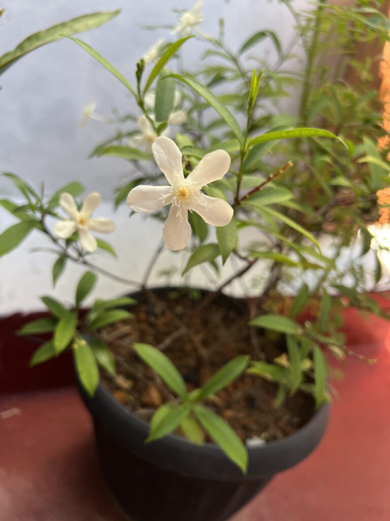 Blüte auf Sri Lanka