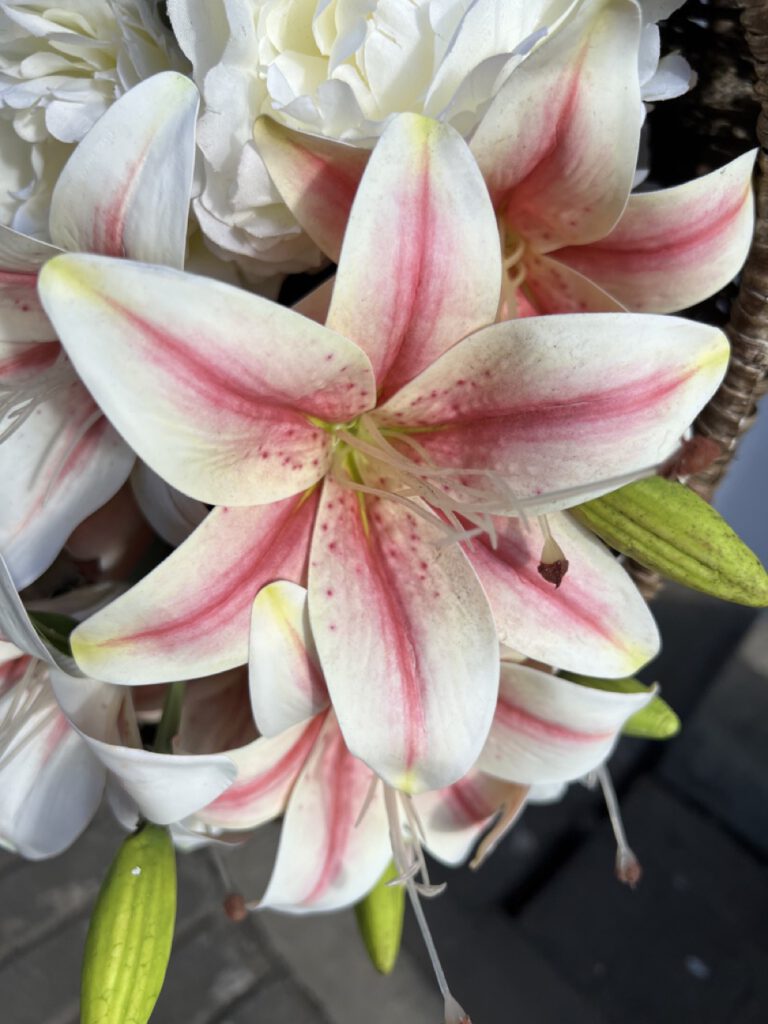 Blüte auf Sri Lanka