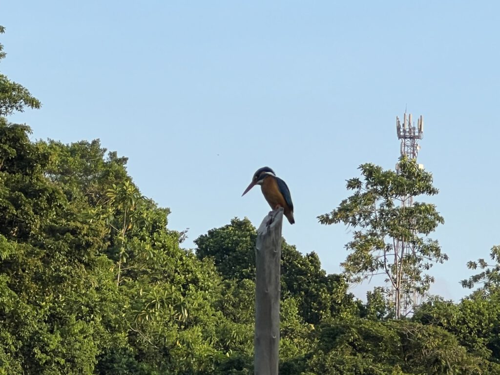 Eisvogel - Kingfisher