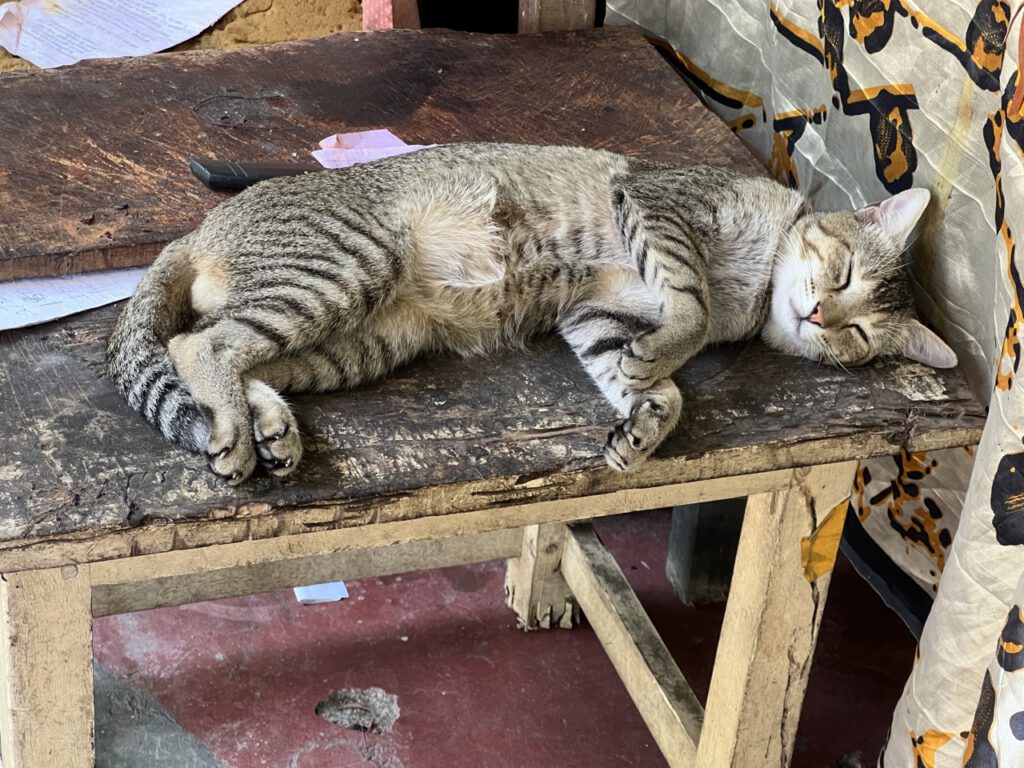 Staßenkater