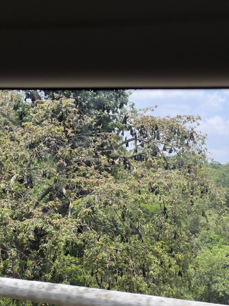 ein Baum voller Flughunde