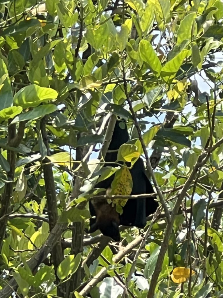 ein Flughund, der im Baum hängt