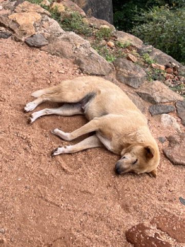 Dem Hund geht es gut.